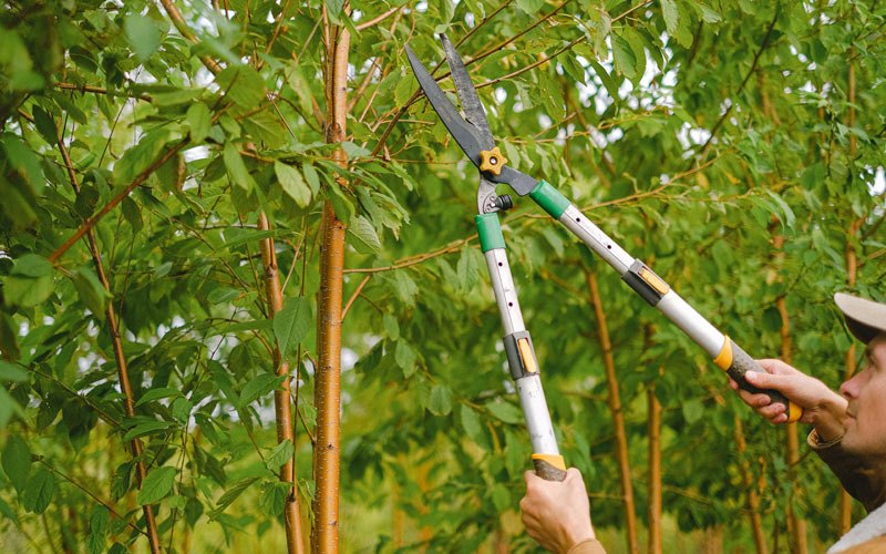 Tree trimming in Mediapolis, IA
